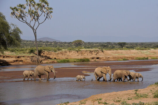 Elephants crossing the Ewaso (Uaso) Nyiro River, Samburu Game Reserve, Kenya