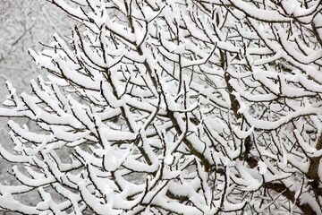 tree in snow