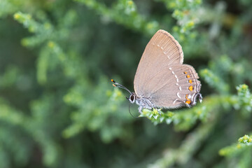 Lycaenidae / Büyük Sevbeni / / Satyrium ilicis