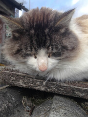 Cute big furry village cat sleeps on the roof of a barn.