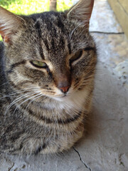 A tired adult cat is resting lying on the concrete porch of the house.