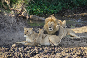 Naklejka na ściany i meble Lion pride resting, Masai Mara Game Reserve, Kenya