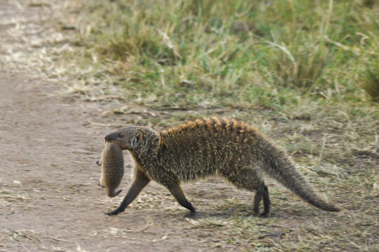 Banded mongoose carrying baby in mouth, Masai Mara Game Reserve, Kenya