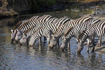 Fototapeta na wymiar Burchell's (common or plains) zebras drinking in river, Masai Mara Game Reserve, Kenya