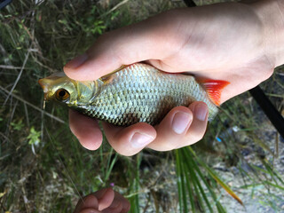 Obraz premium A small rudd caught by a fishing rod on a hook in the hand of a fisherman.