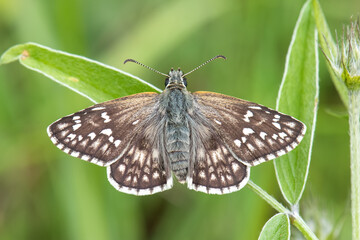 Hesperiidae / Sarı Bantlı Zıpzıp / / Pyrgus sidae