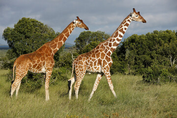 Reticulated giraffes with unusual patterns, Kenya