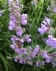 Bee and purple flowers in the garden