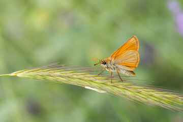 Hesperiidae / Sarı Antenli Zıpzıp / / Thymelicus sylvestris