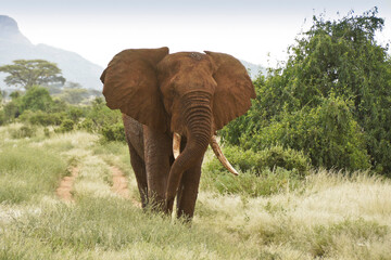 Fototapeta na wymiar Bull elephant in Samburu Game Reserve, Kenya