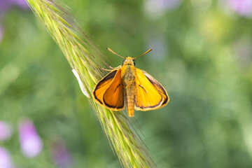 Hesperiidae / Sarı Antenli Zıpzıp / / Thymelicus sylvestris