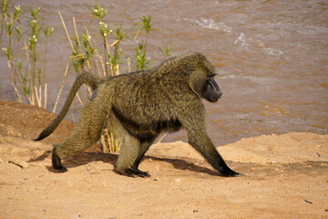 Big male olive baboon walking beside Ewaso (Uaso) Nyiro river, Samburu Game Reserve, Kenya