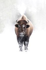 American Bison walking in the snow © David