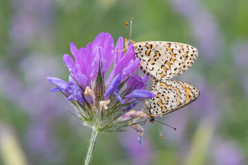  Güzel İparhan » Melitaea syriaca »