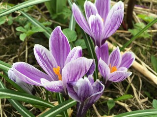 Lilac crocuses growing on the lawn in early spring.