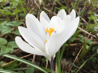 White crocus growing on the lawn in early spring.