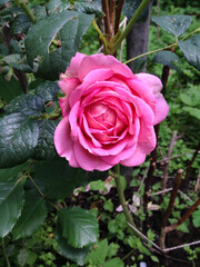 Beautiful pink rose in the garden.