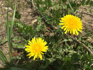 Two blossoming yellow dandelions on a background of dry land in early spring.