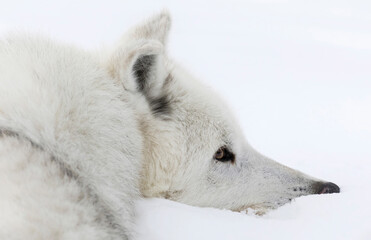 Gray Wolf portrait