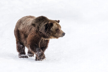 Grizzly Bear in the snow © David