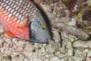 Parrotfish in the Caribbean sea.