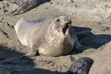 Northern Elephant Seal adult female