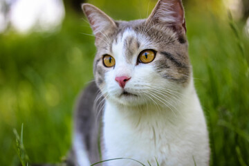 Beautiful young striped cat walking in the nature in the green grass, favorite pet. High quality photo