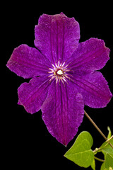 Purple clematis flower, isolated on black background