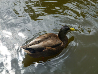 duck in the water