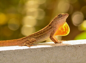 Brown anole extending its red dewlap