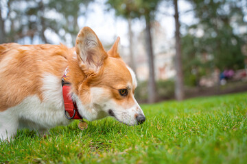 Cute dog corgi welsh pembroke sniffs the green grass in park on a walk