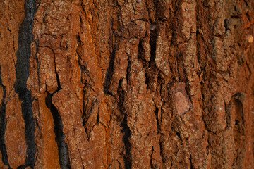 tree bark lit by the warm setting sun