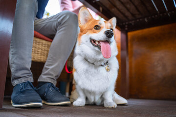 A beautiful Corgi dog sits under the table next to the owner and smiles cheerfully with his tongue. Visiting dog friendly cafe with pet.