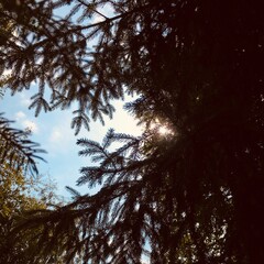 sun and trees