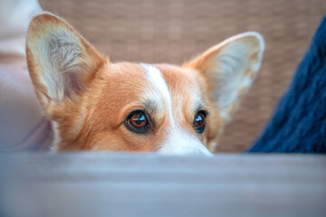 A curious dog peeks out from under the table in a cafe. Surprised look.  visit to the dog friendly cafe or pet shop.