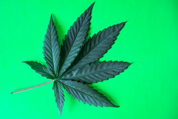 Fresh green Cannabis leaf on the surface