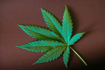 Fresh green Cannabis leaf on the surface