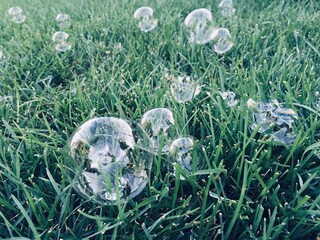 light bulb in the grass