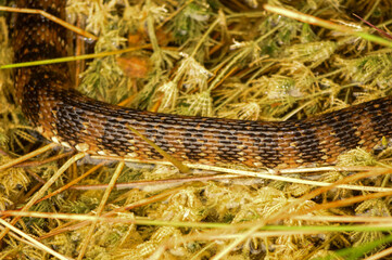 Scales on a Florida Water Snake