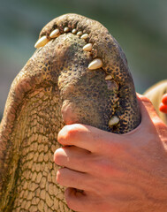 Close-up of hand clamping an alligator's jaws closed