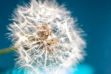Fototapeta premium The dandelion flower is all covered with seeds.
