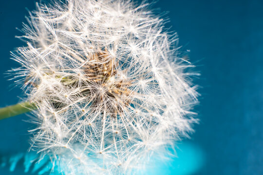 The dandelion flower is all covered with seeds.