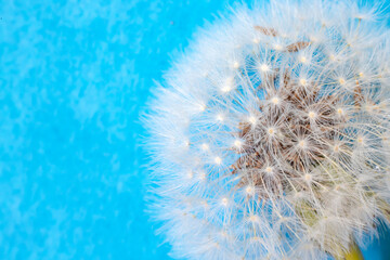 The dandelion flower is all covered with seeds.
