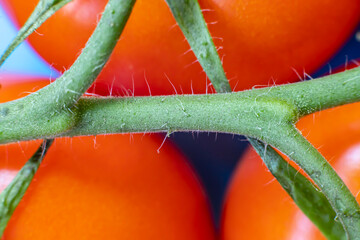 Ripe tomatoes close-up, macro.