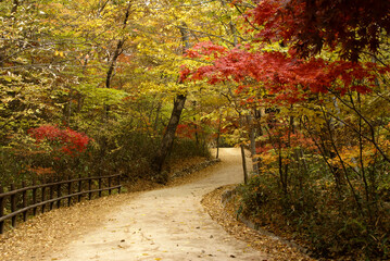Fototapeta na wymiar Curving path through autumn foliage, South Korea