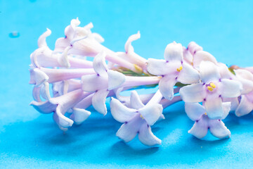Branch of a Lilac Bush with flowers.