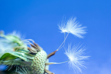 dandelion flower without seeds.