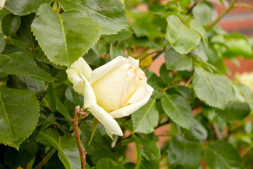 Close-up of a white rose bud on a summer day