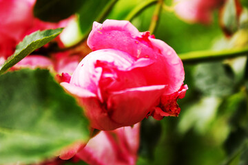 Close up of a red rose bud on a summer day