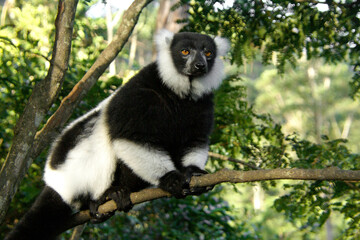 Black and white ruffed lemur clinging to branch, Lemurs Island, Andasibe National Park (Perinet), Madagascar